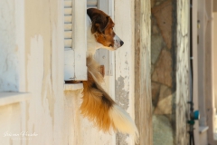 Zakynthos - Domestic dog  -1