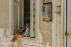 Zakynthos - Domestic dog  -2