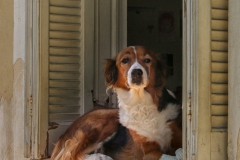 Zakynthos - Domestic dog  -4