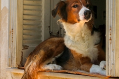 Zakynthos - Domestic dog  -5