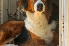 Zakynthos - Domestic dog  -6