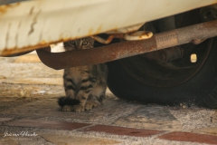 Zakynthos - Here kitty kitty